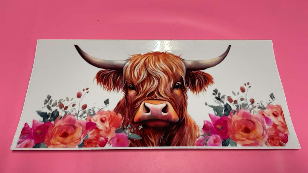 Roses & Heifer Cow